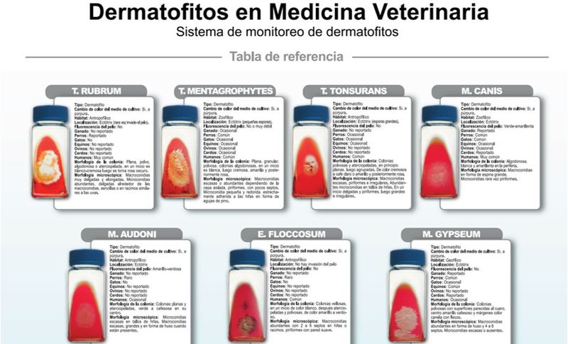 DERMATOFITOS