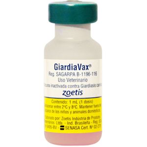 Giardia